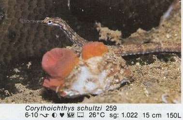 Corythoichthys schultzi